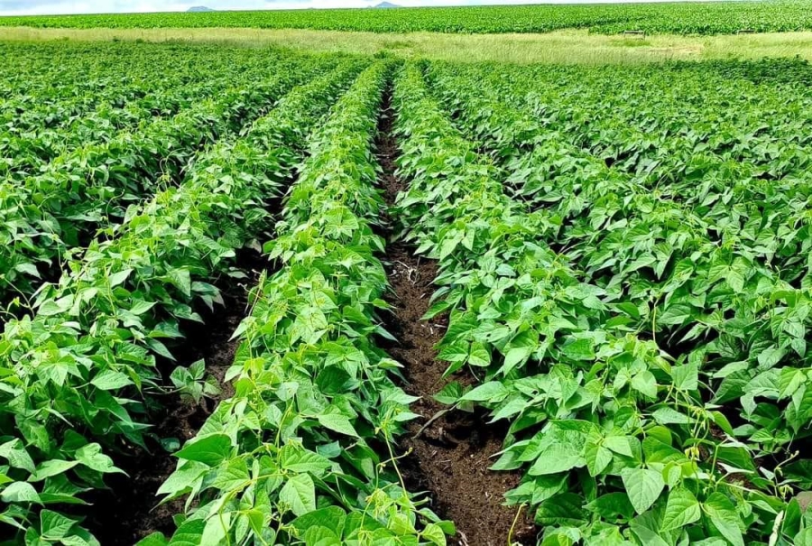 Commercial Property for Sale in Kestell Rural Free State